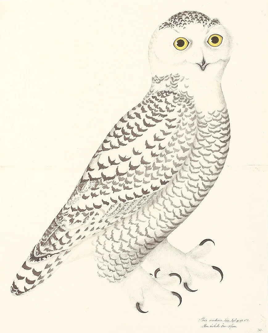 Snowy Owl Olof Rudbeck Designer Swedish Bird Prints — MUSEUM OUTLETS